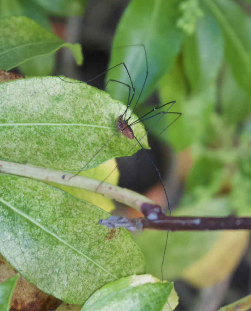680x840 harvestman1