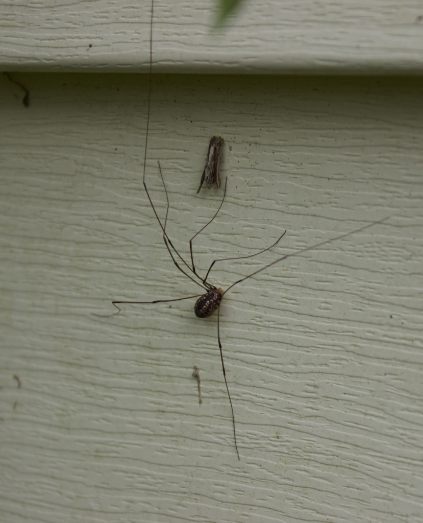 680x840 harvestman2