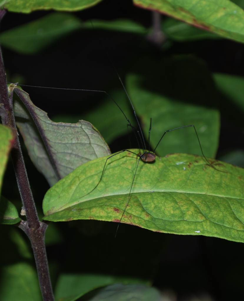 680x840 harvestman5