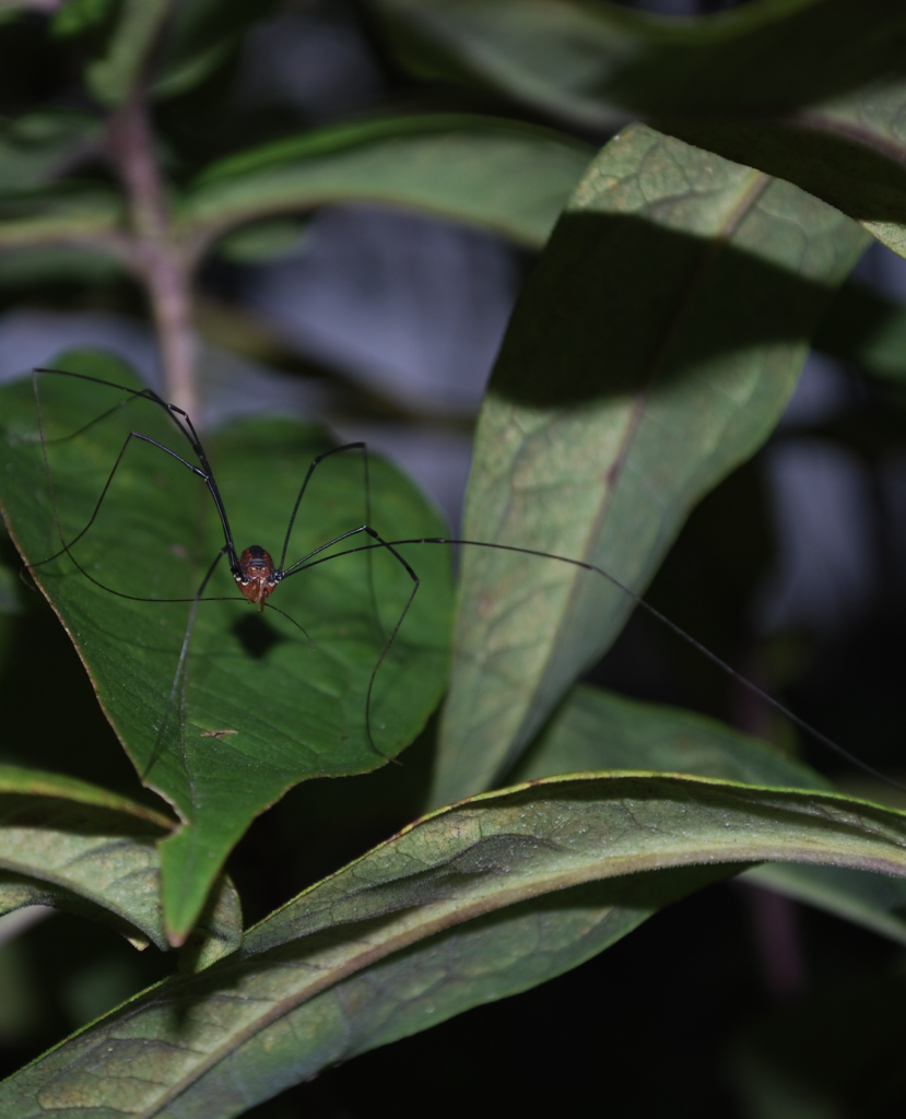 680x840 harvestman6