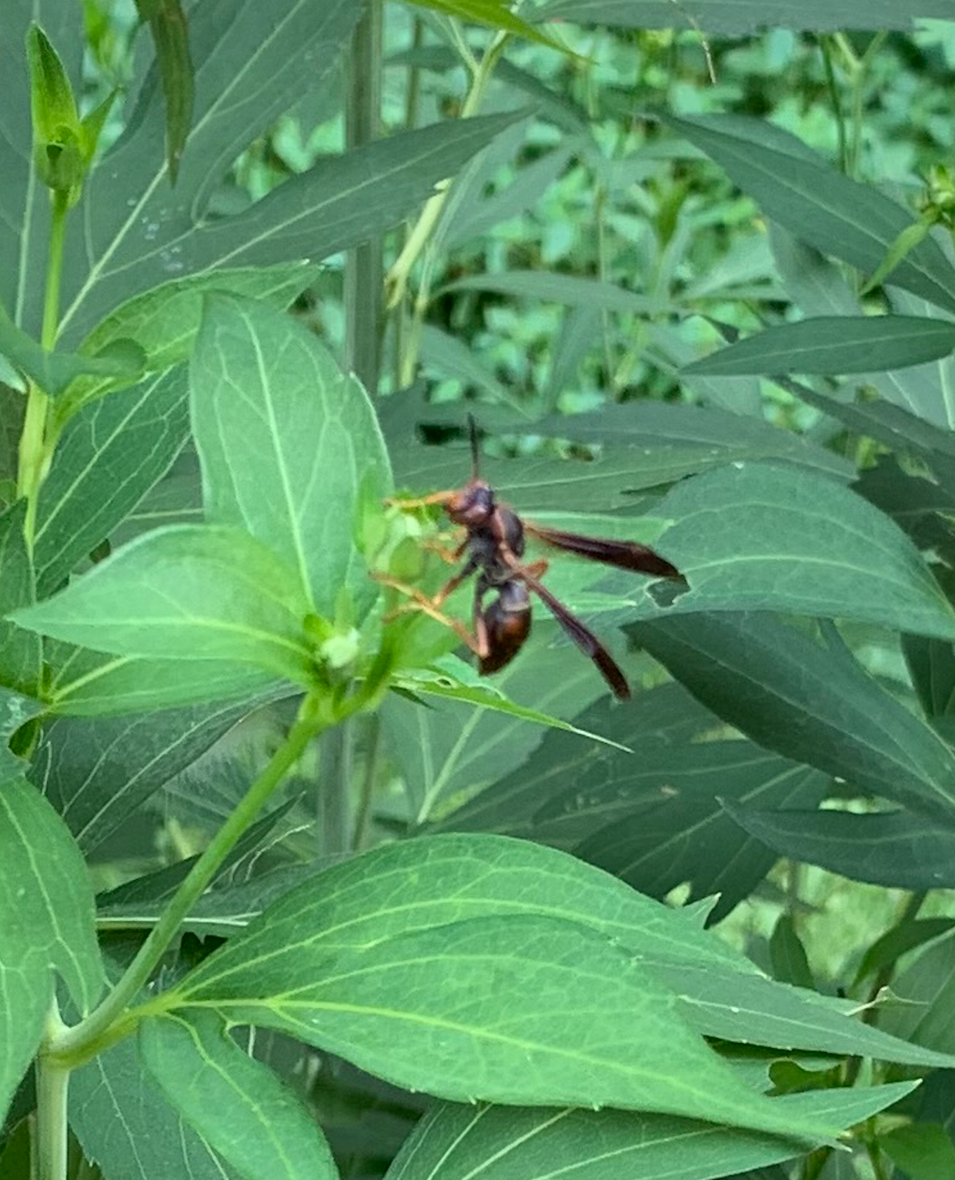 680x840 paper wasp1