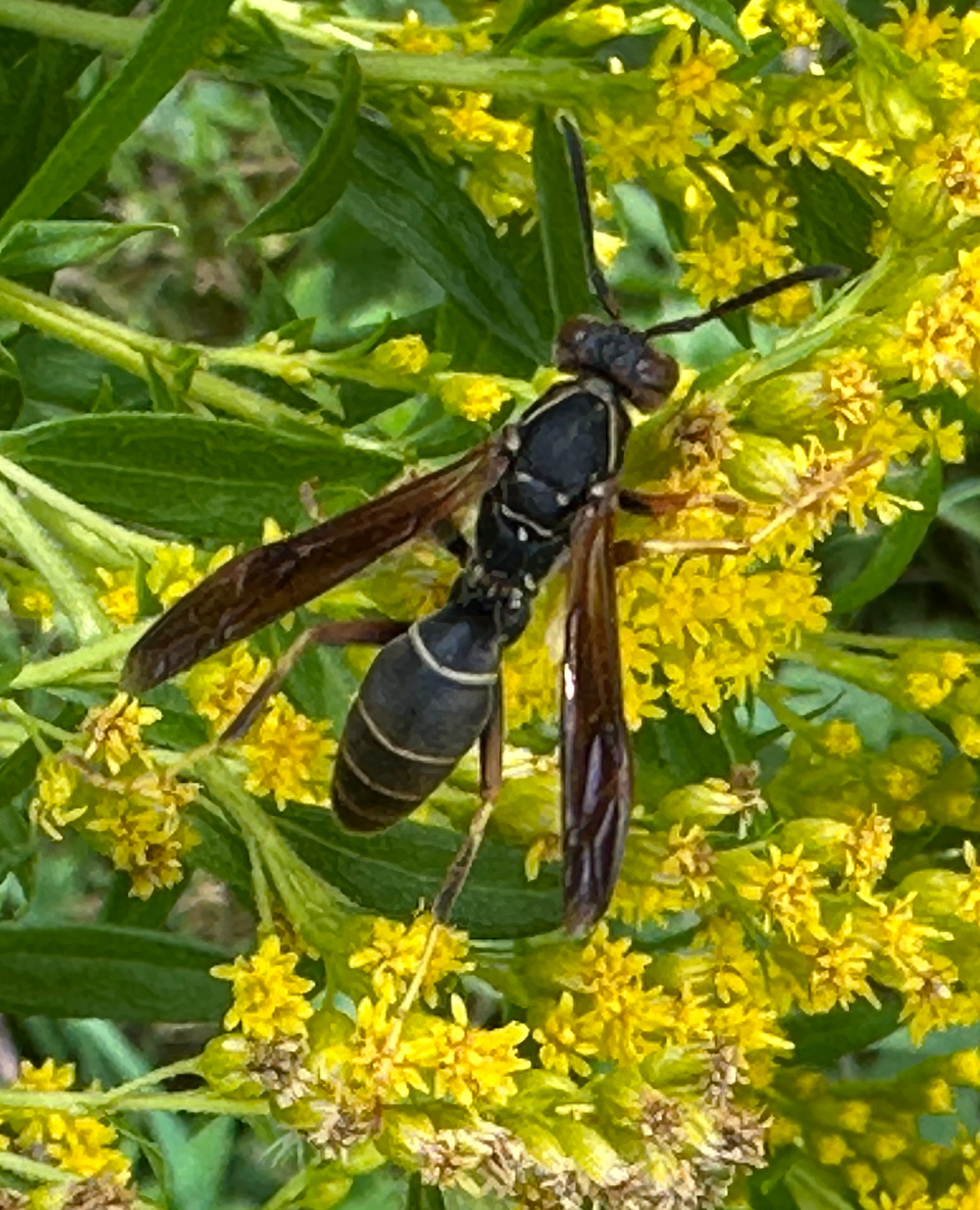680x840 paper wasp2