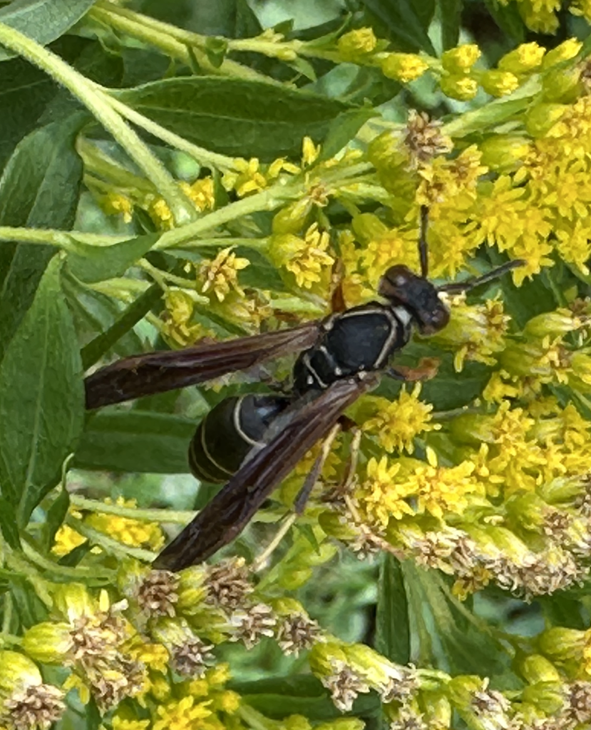 680x840 paper wasp3