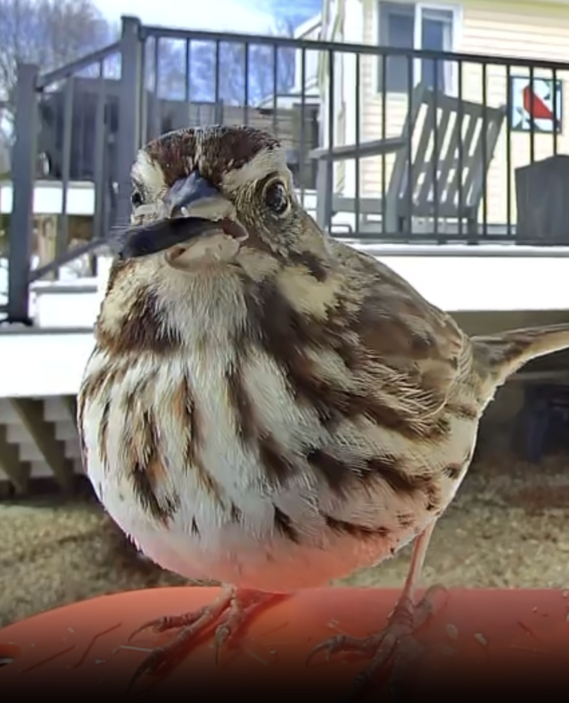 680x840 song sparrow