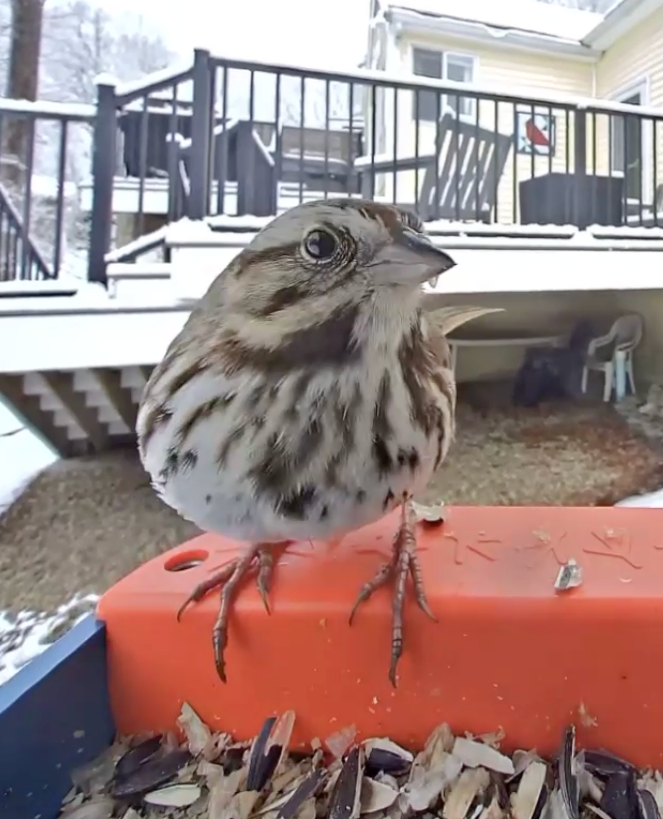 680x840 song sparrow2