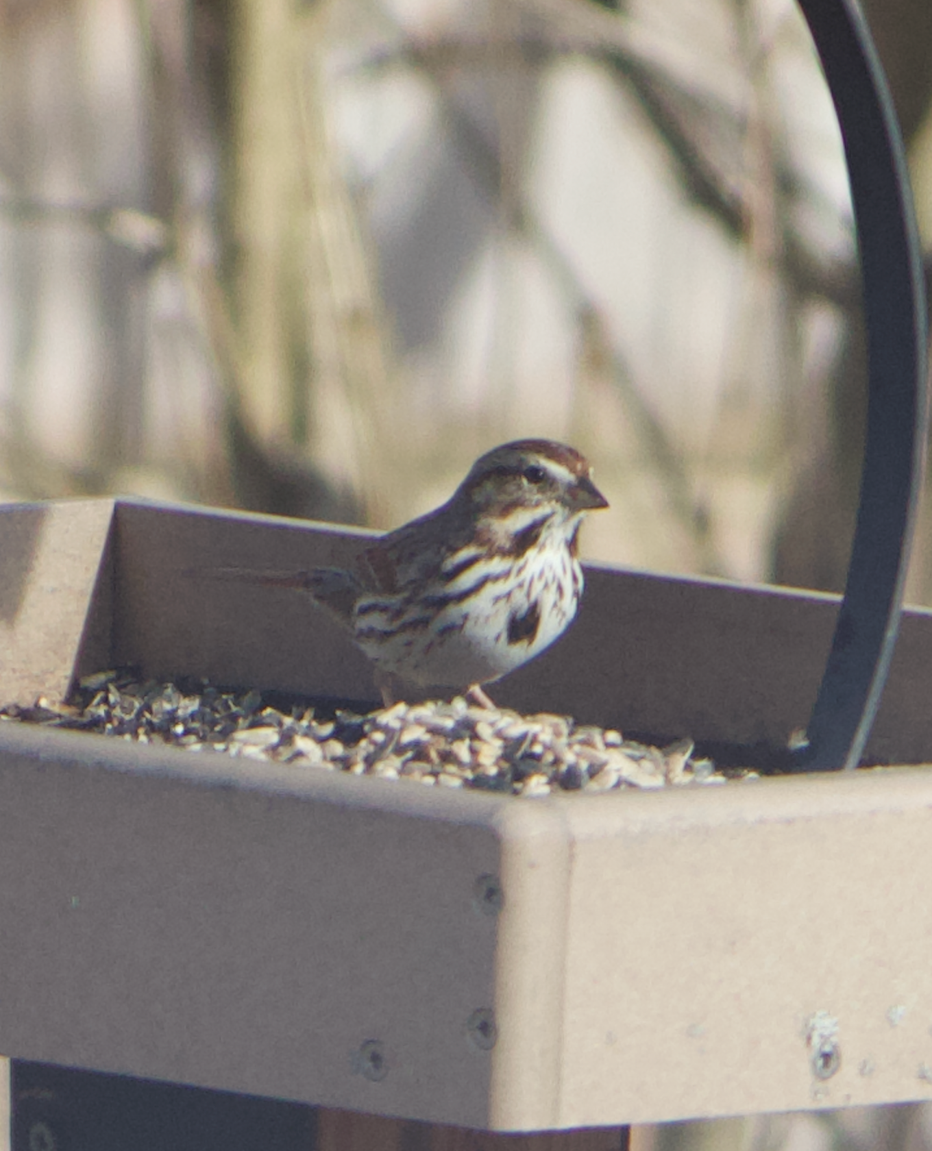 680x840 song sparrow3, 3.25.26