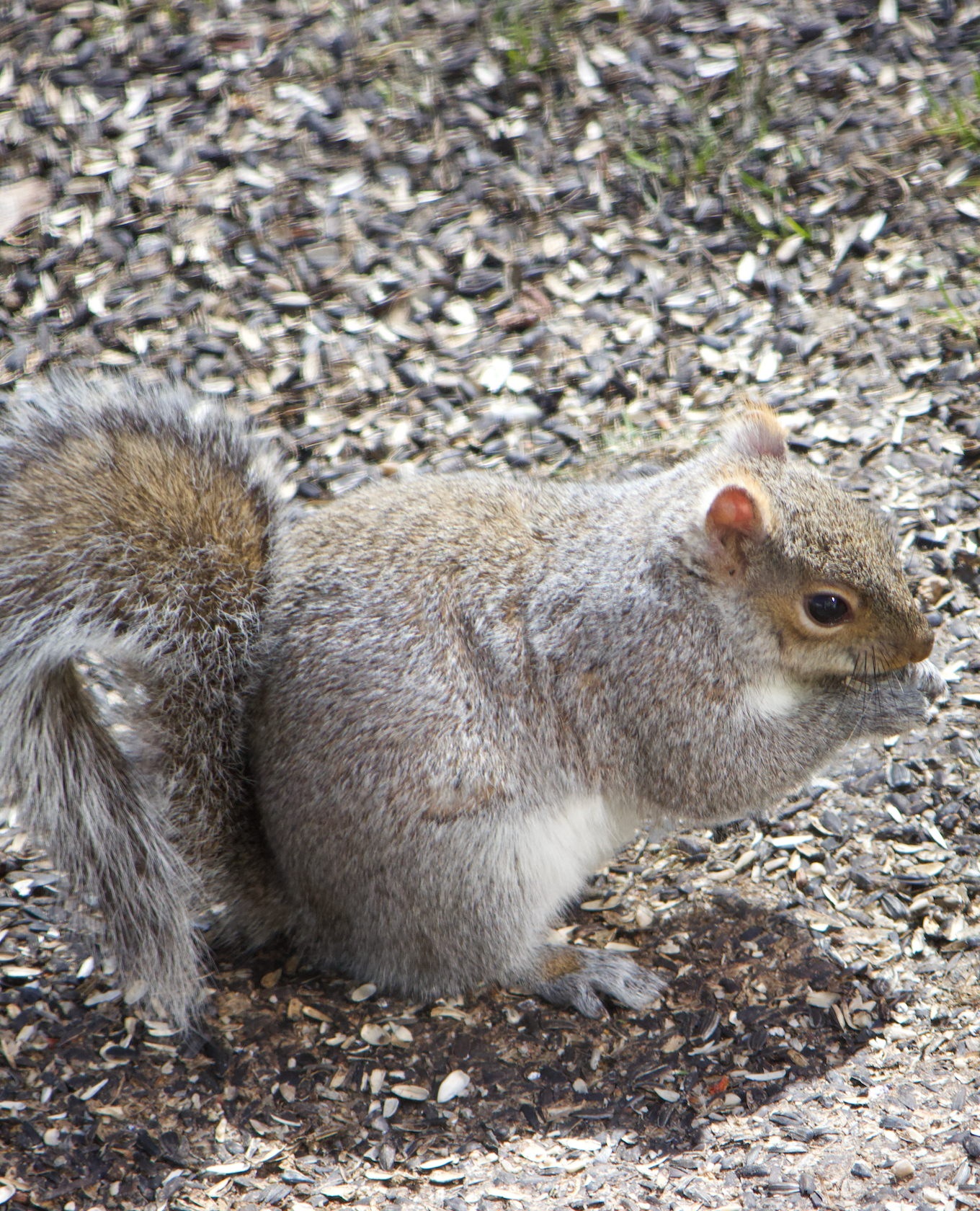 680x840 squirrel 3.25.26