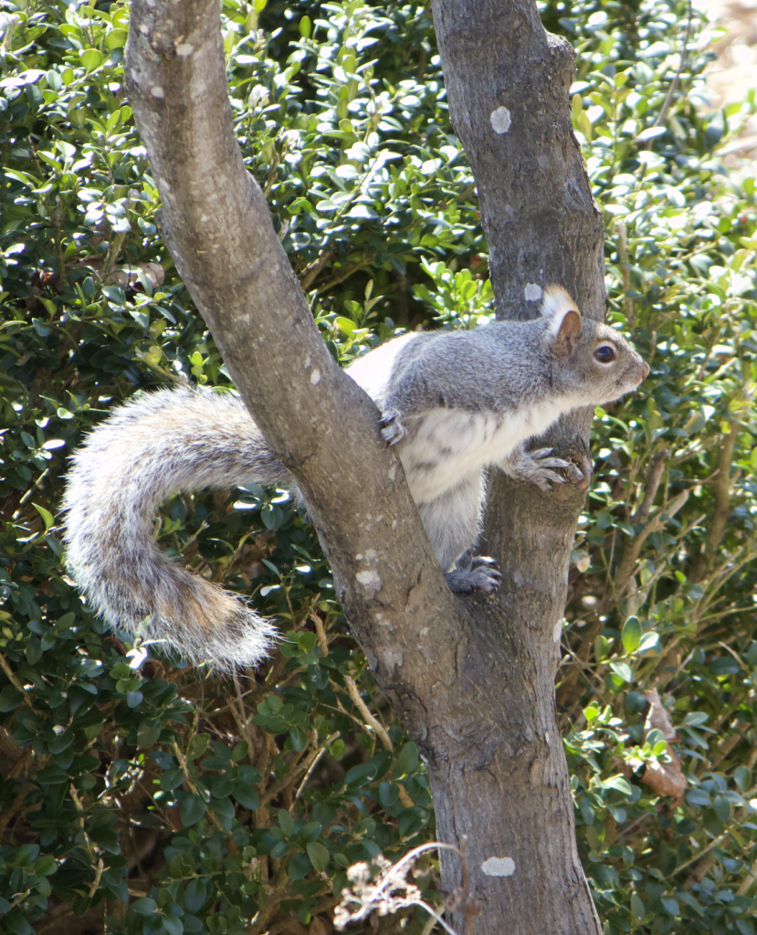 680x840 squirrel, 4.5.26