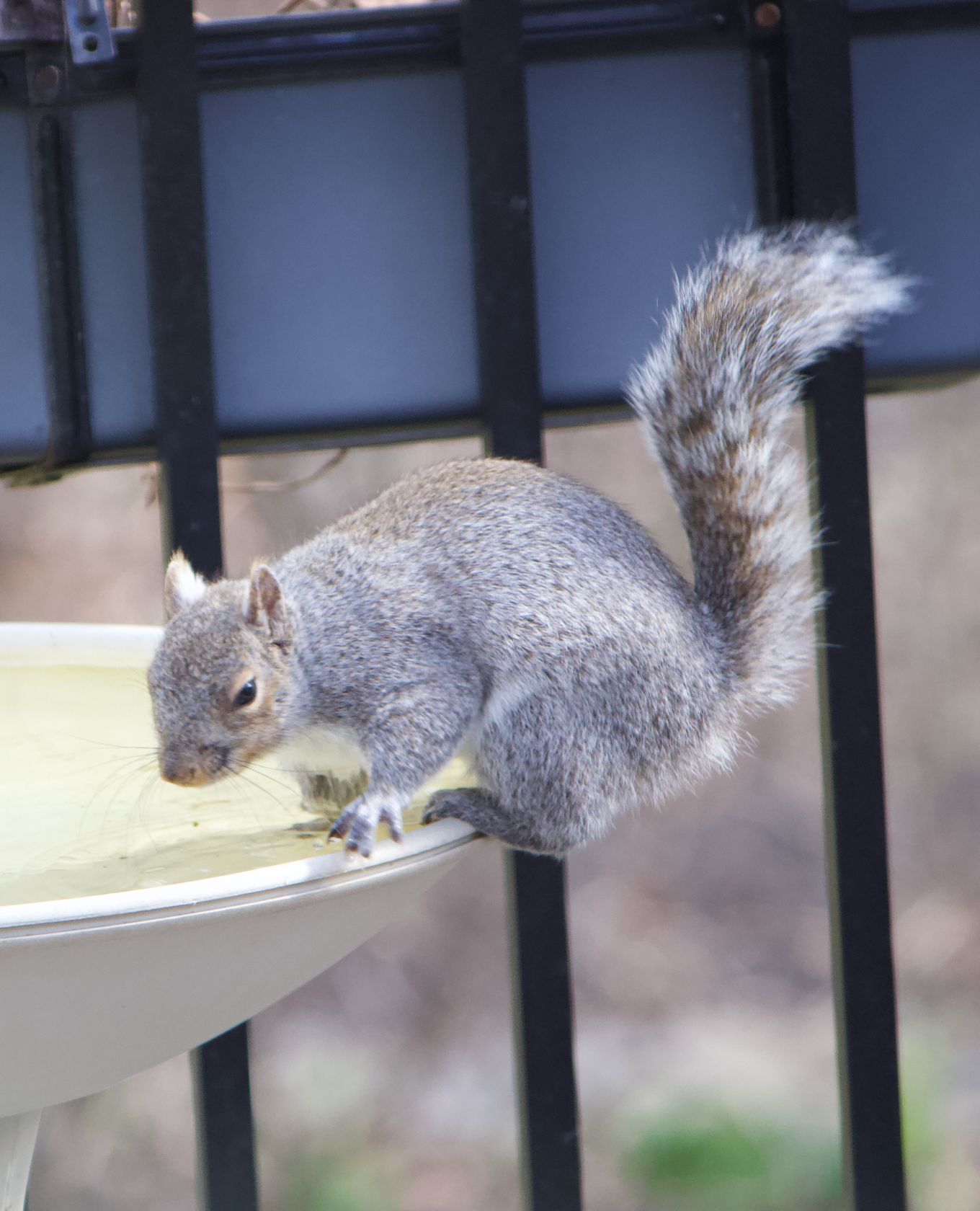 680x840 squirrel, 4.7.26