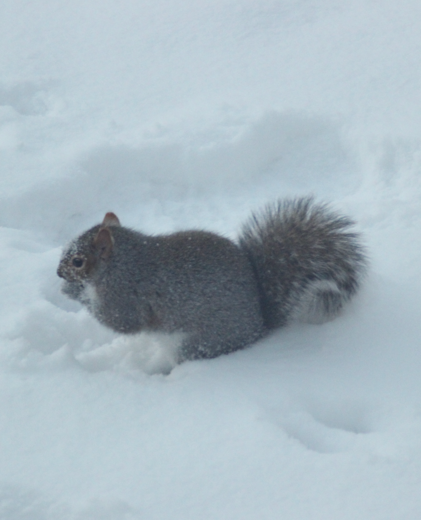 680x840 squirrel1