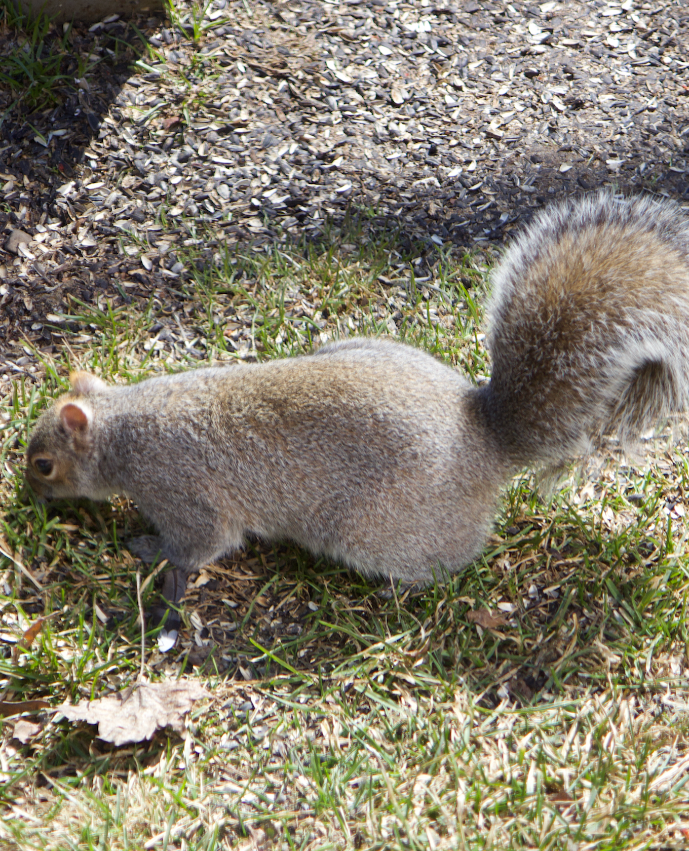 680x840 squirrel2 3.25.26