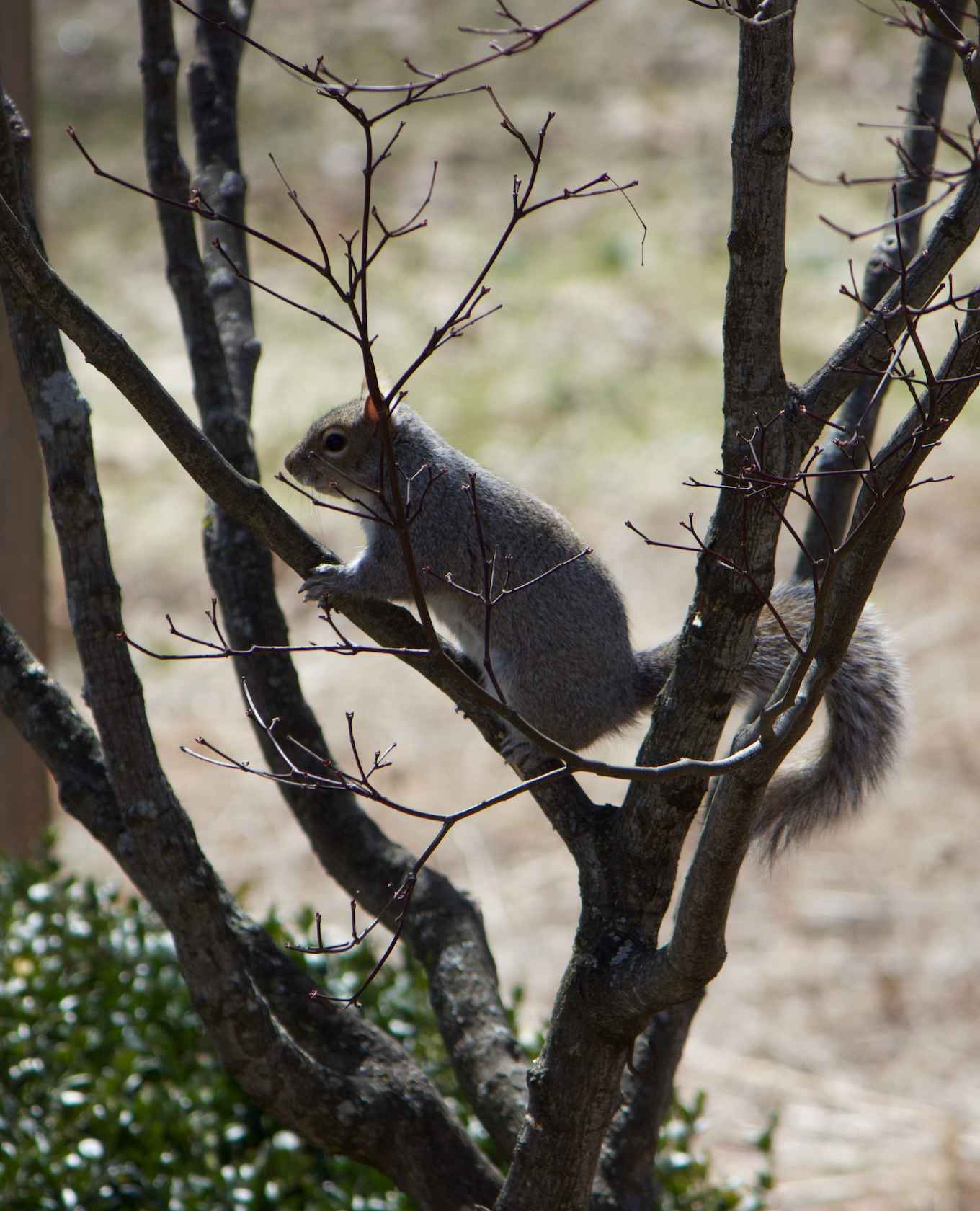 680x840 squirrel2, 4.5.26