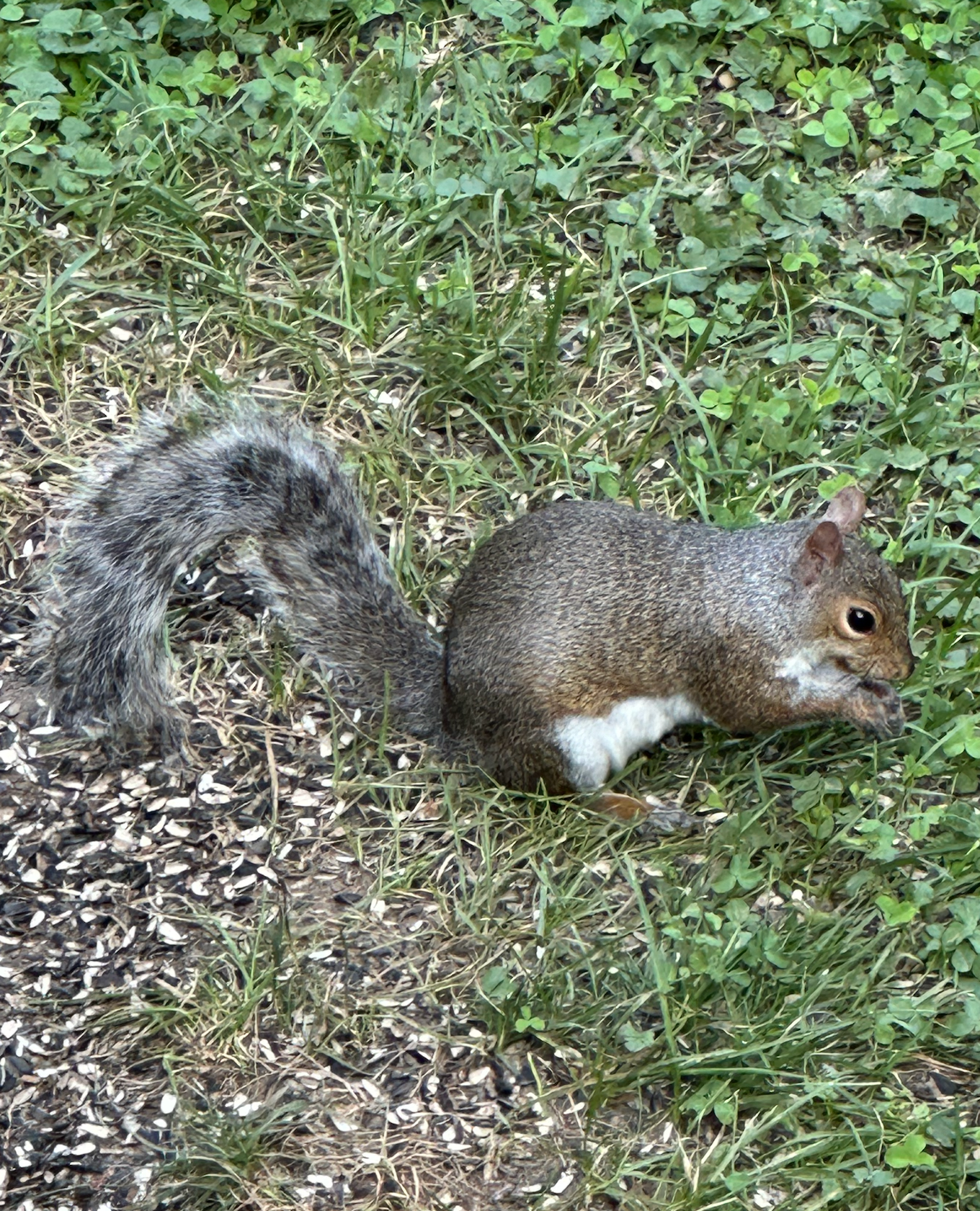 680x840 squirrel2