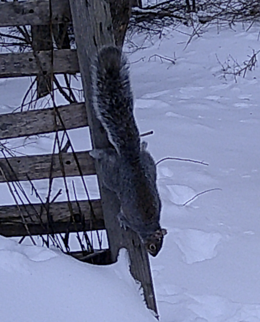 680x840 squirrel3