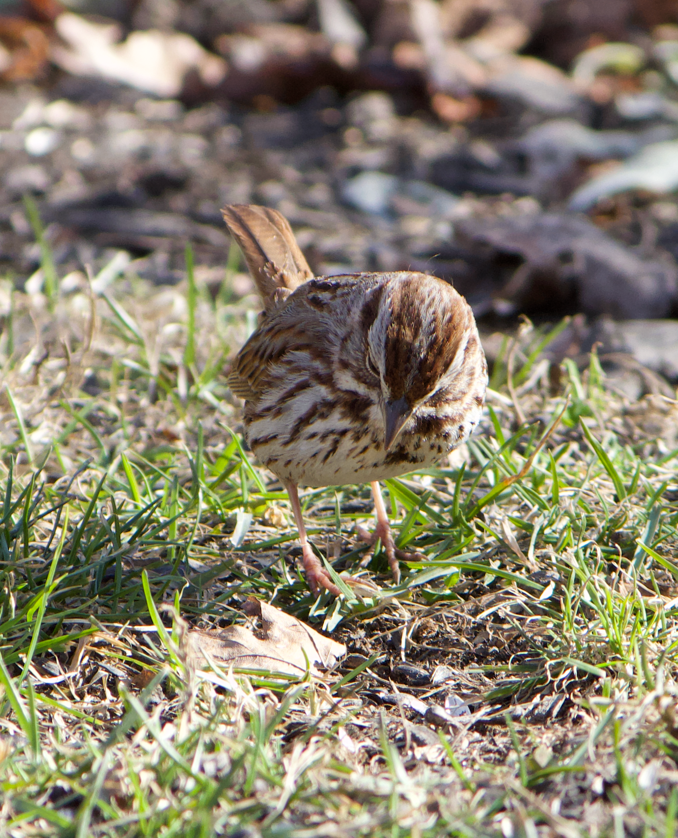 680x840 ss2, 3.29.26