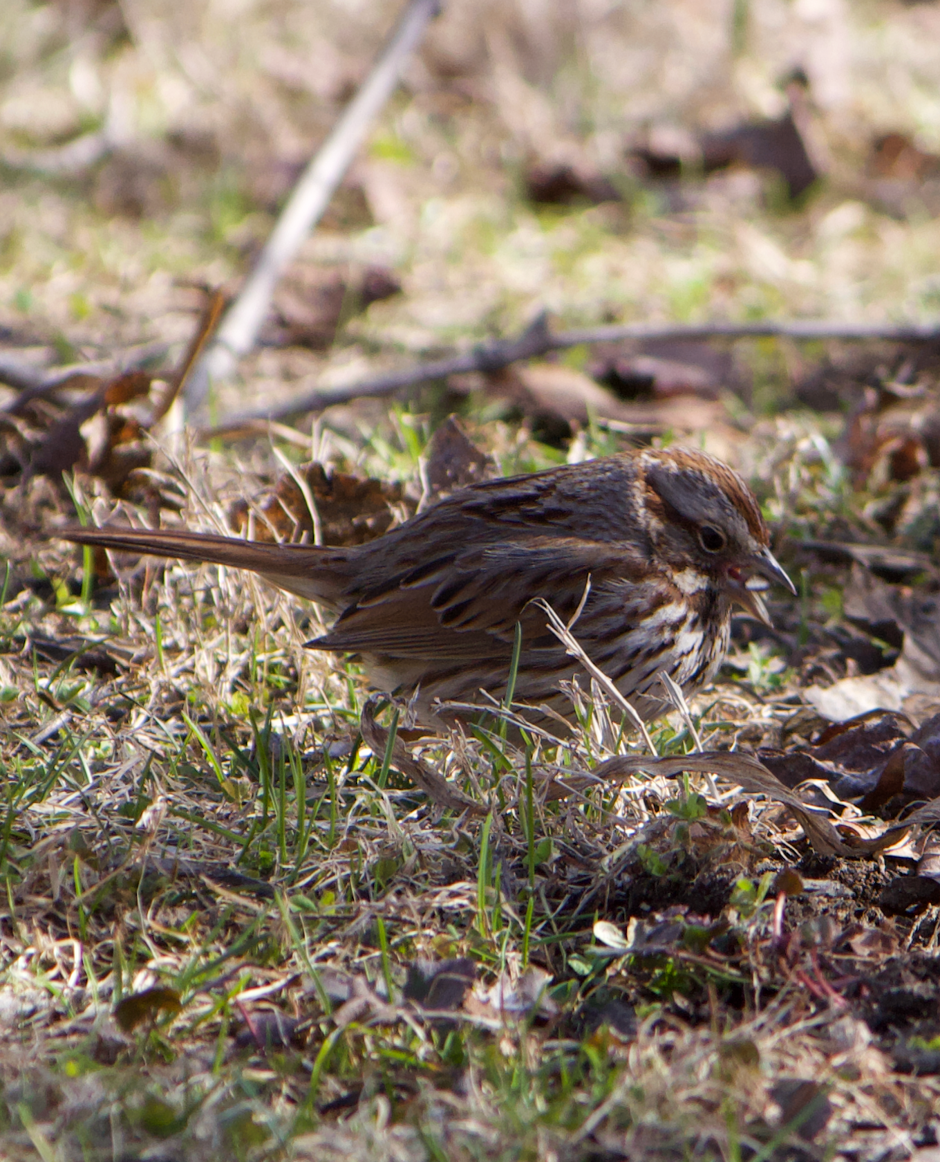 680x840 ss3, 3.29.26