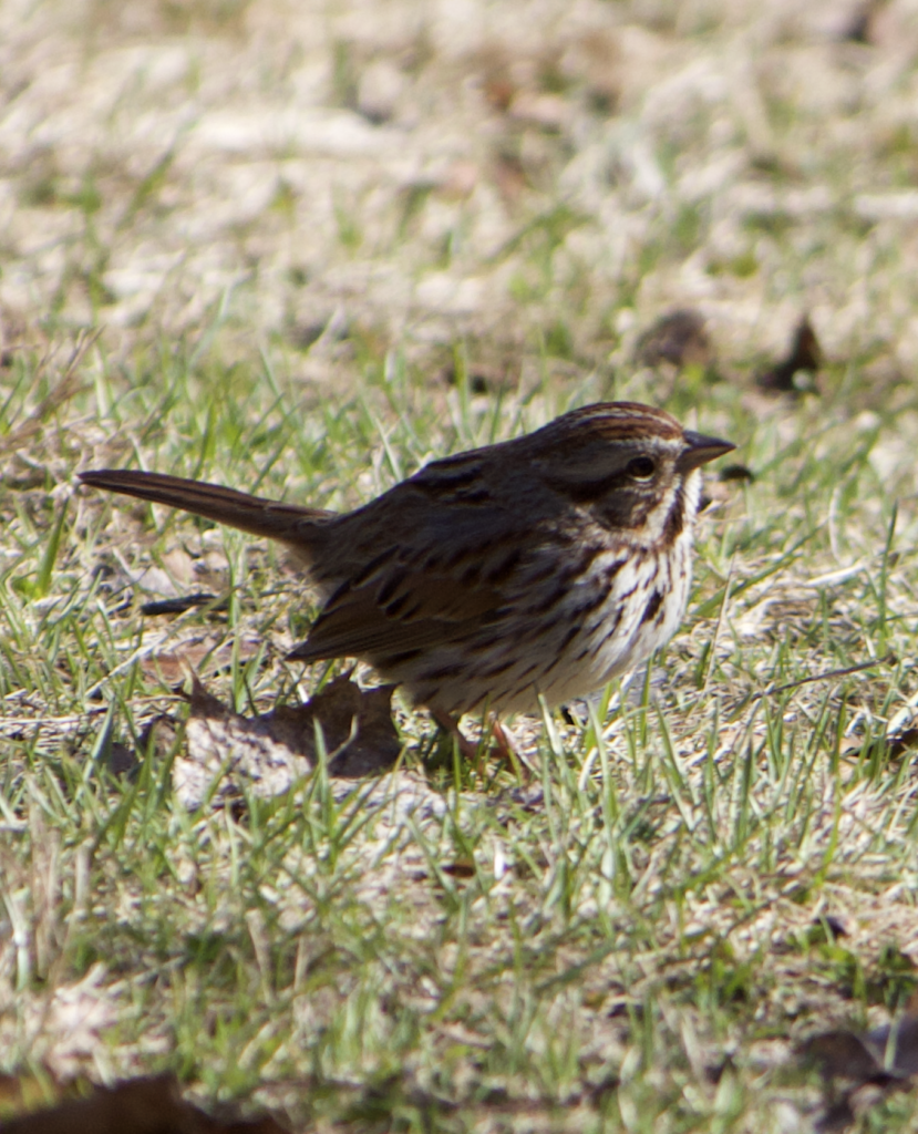 680x840 ss4, 3.29.26