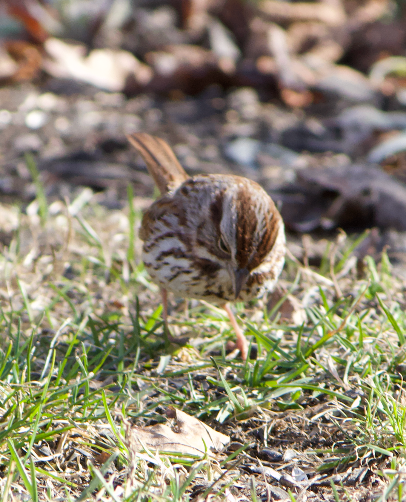 680x840 ss6, 3.29.26