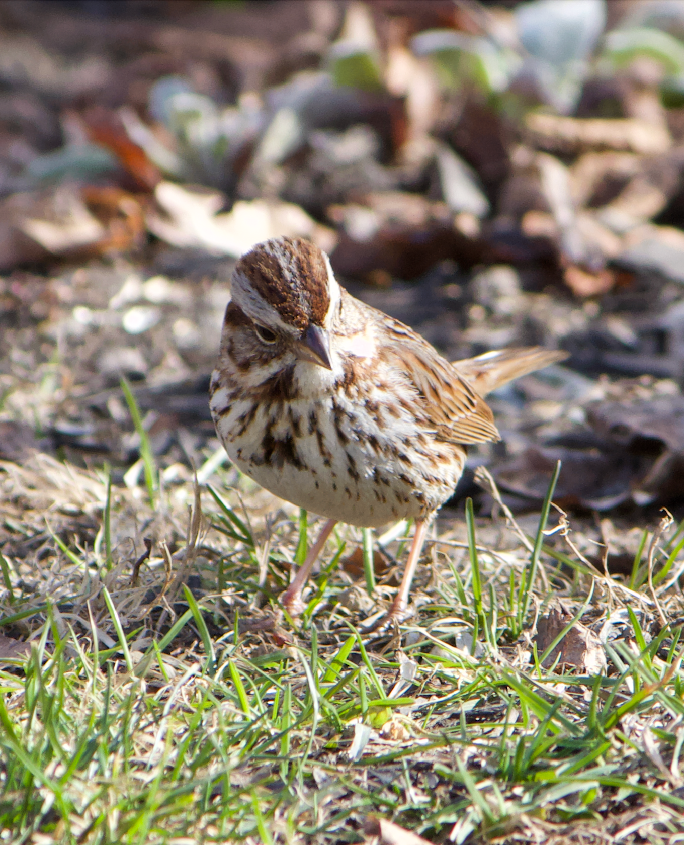 680x840 ss7, 3.29.26