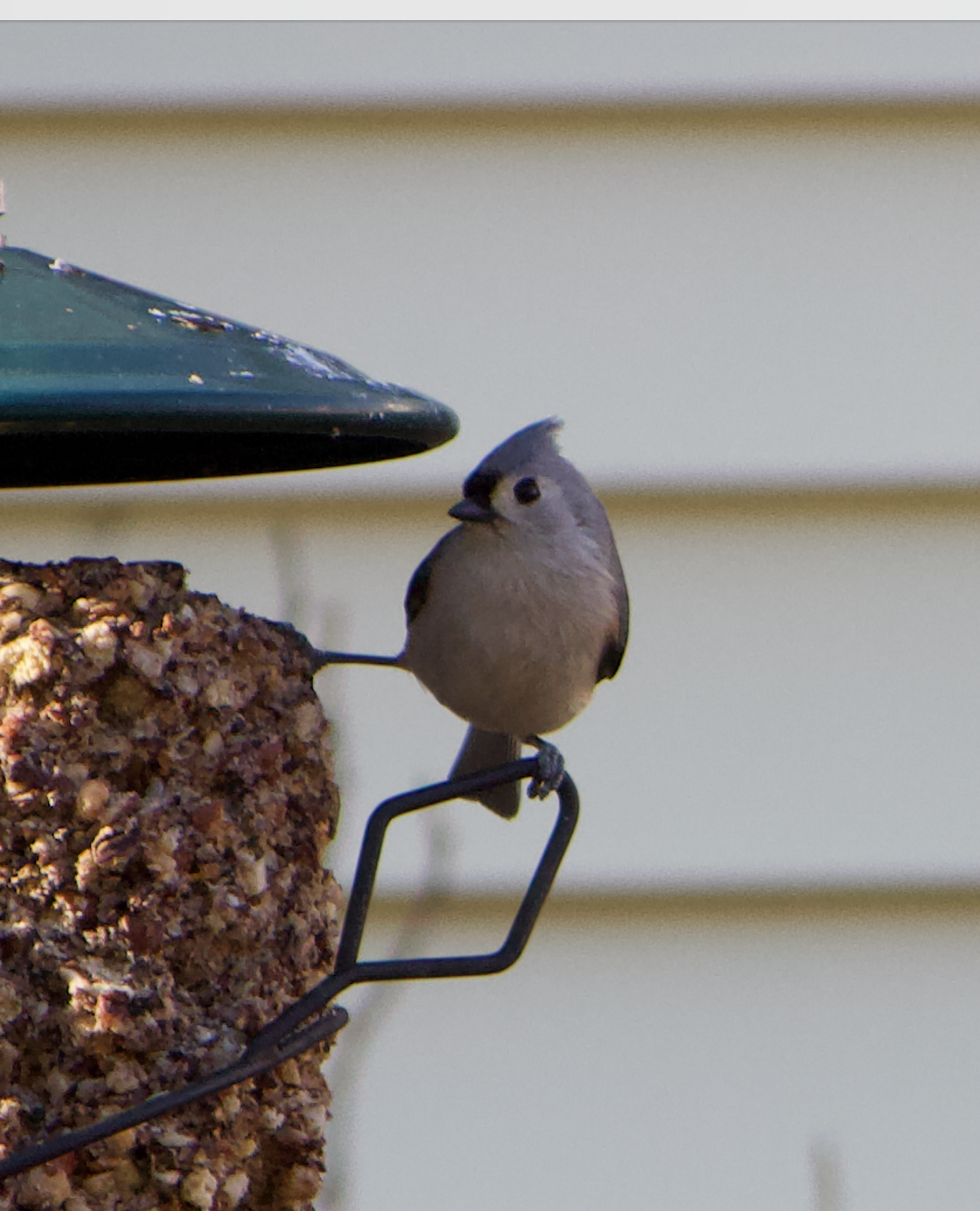 680x840 titmouse, 3.24.26