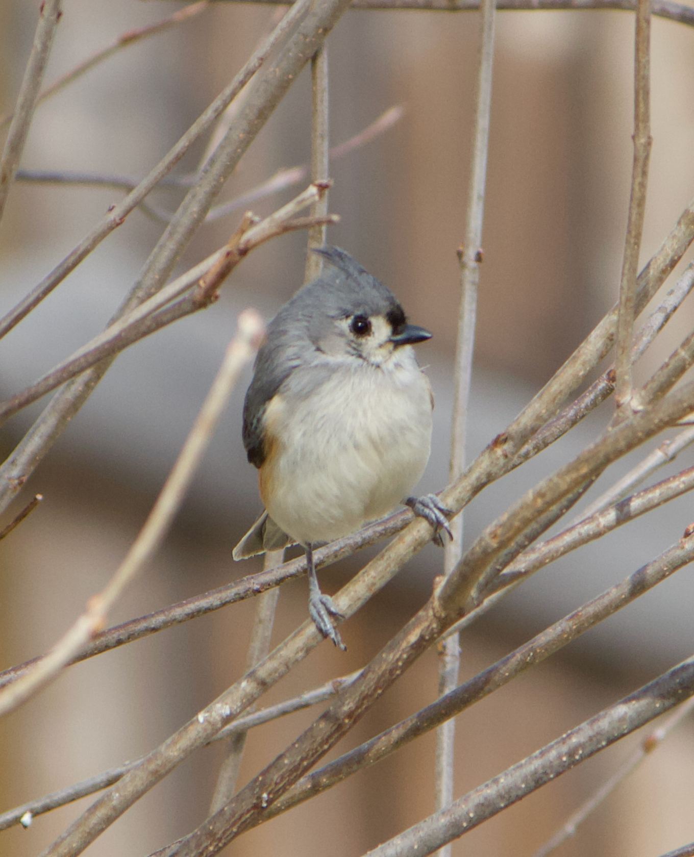 680x840 titmouse, 3.29.26
