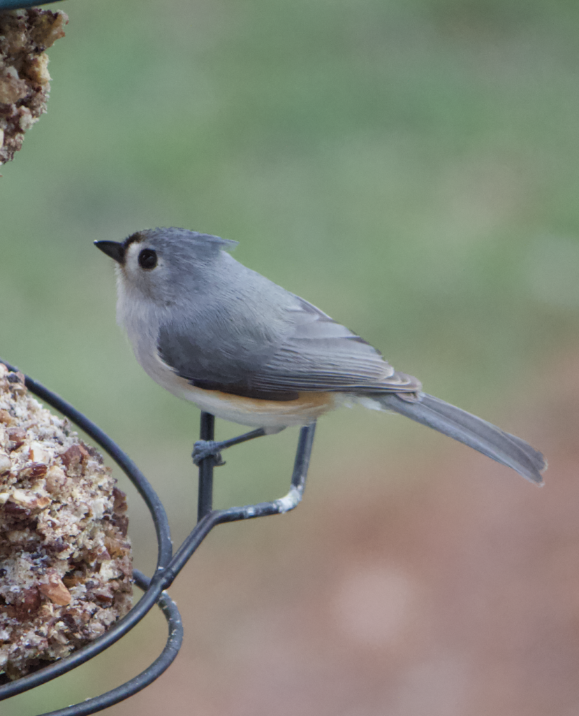 680x840 titmouse 4.7.26