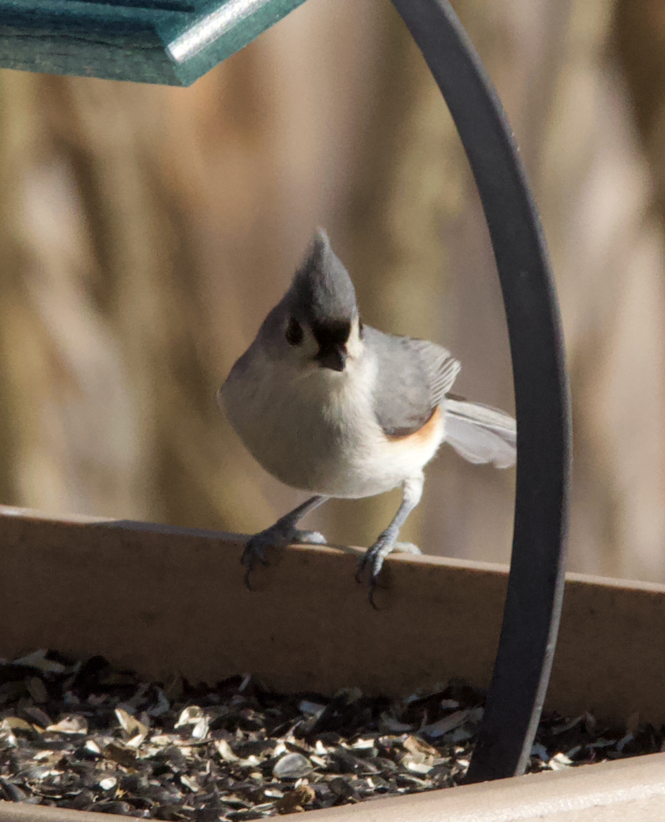 680x840 titmouse1