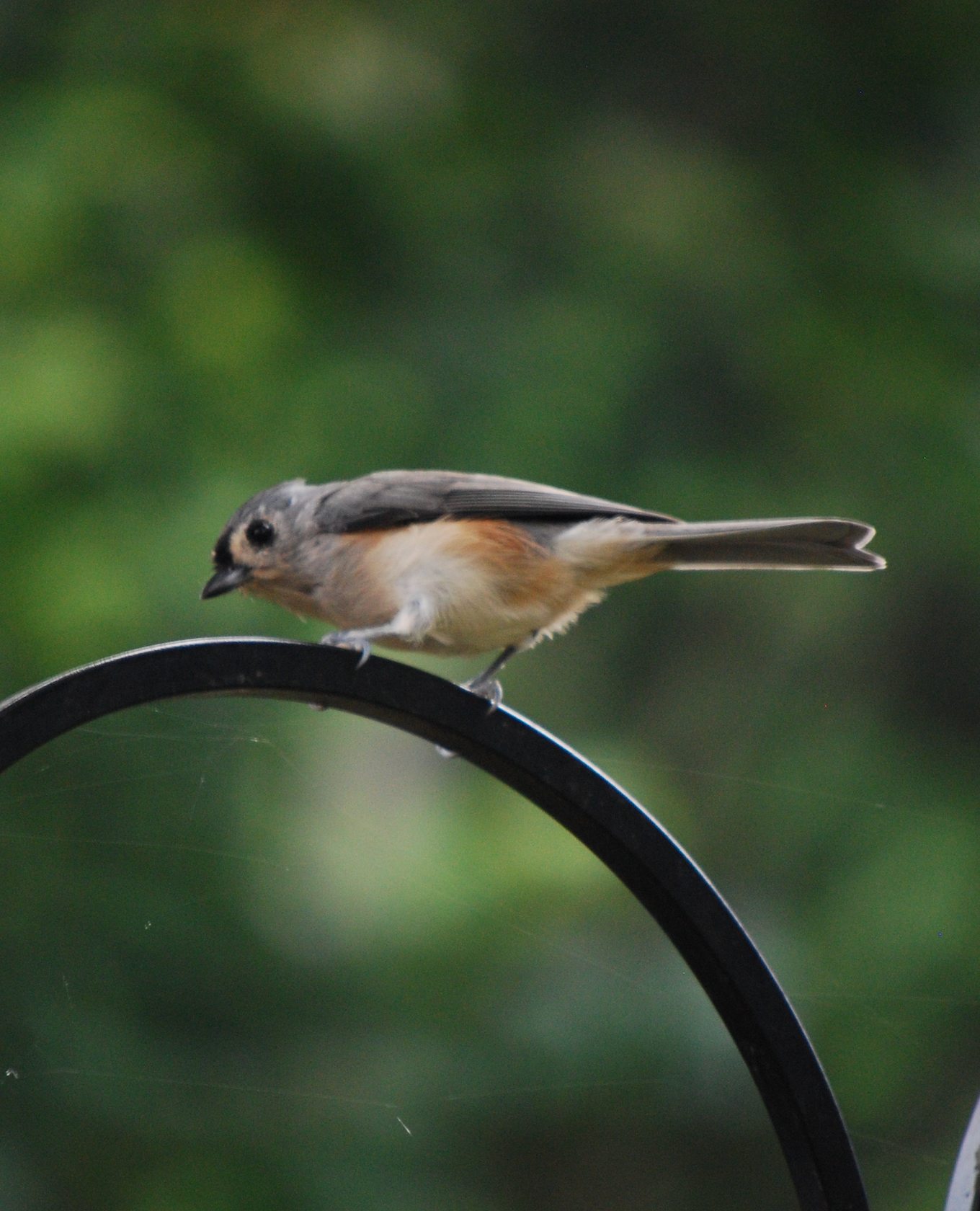 680x840 titmouse2