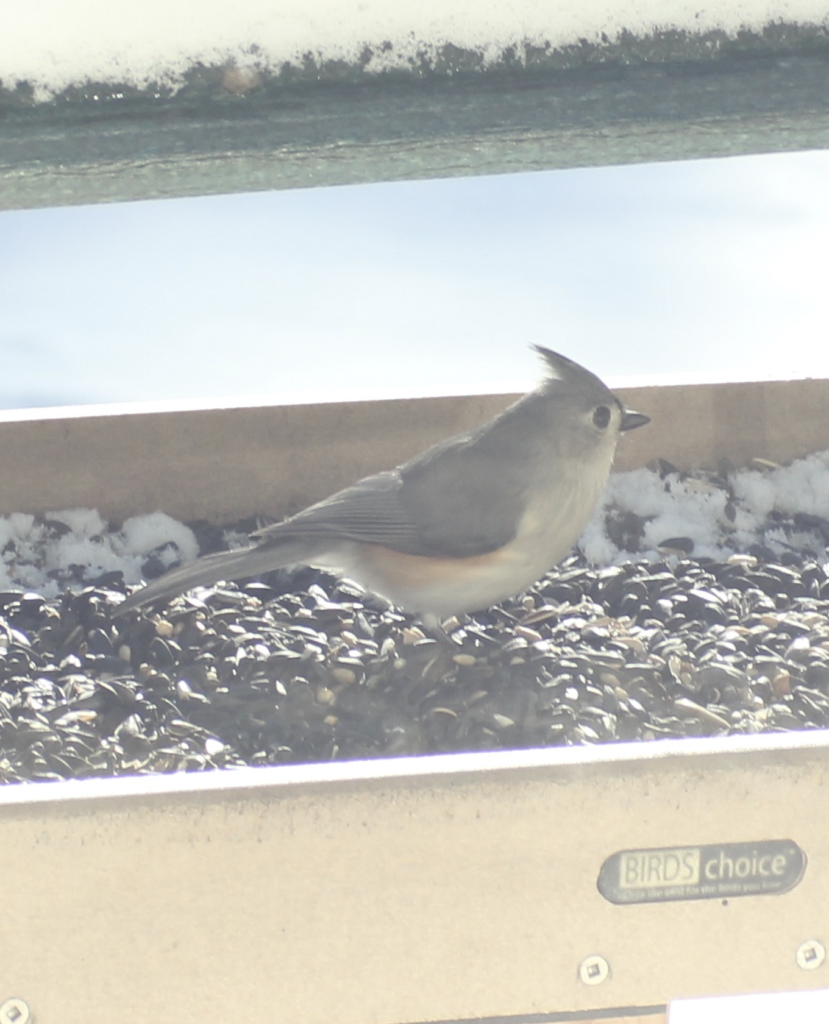 680x840 titmouse3