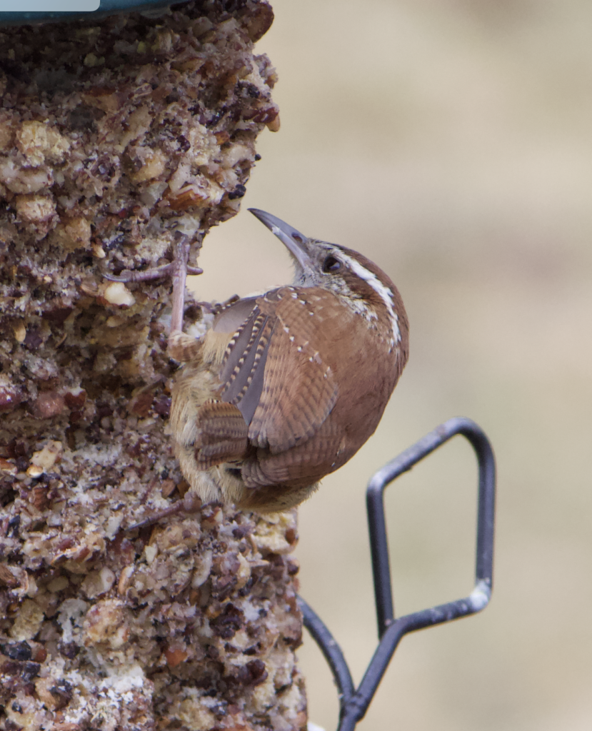 680x840 wren2, 3.26.26