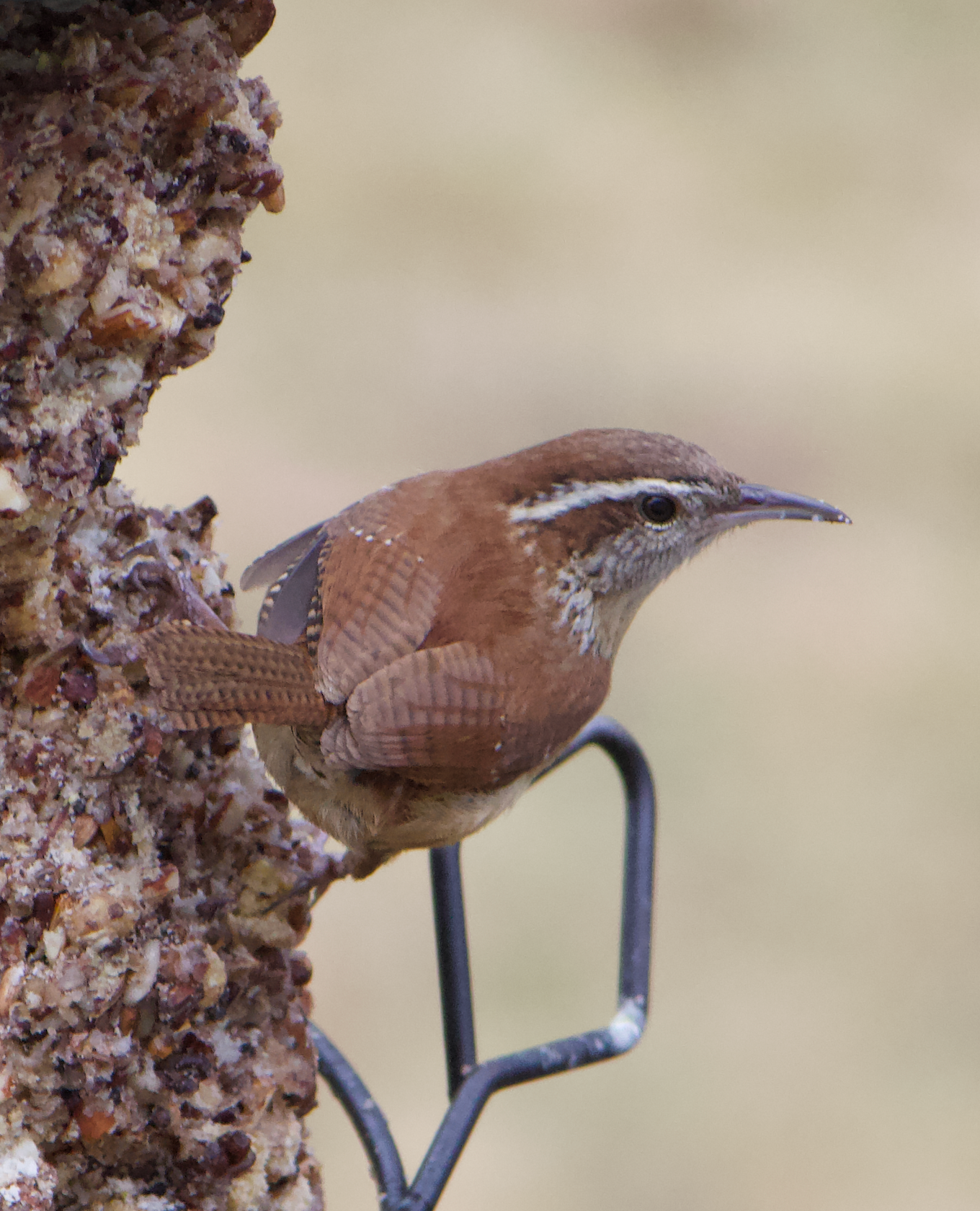 680x840 wren3, 3.26.26