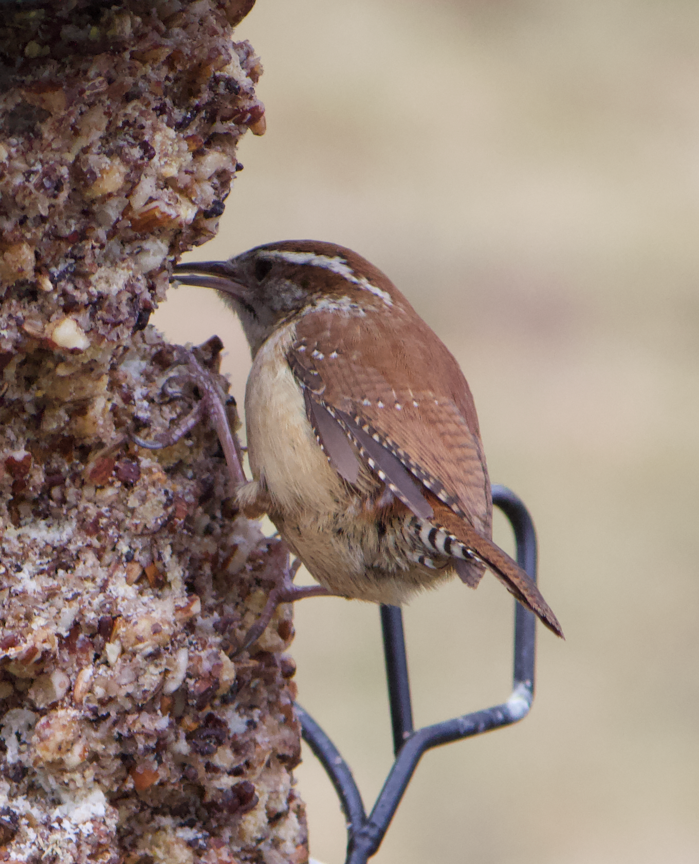 680x840 wren5, 3.26.26