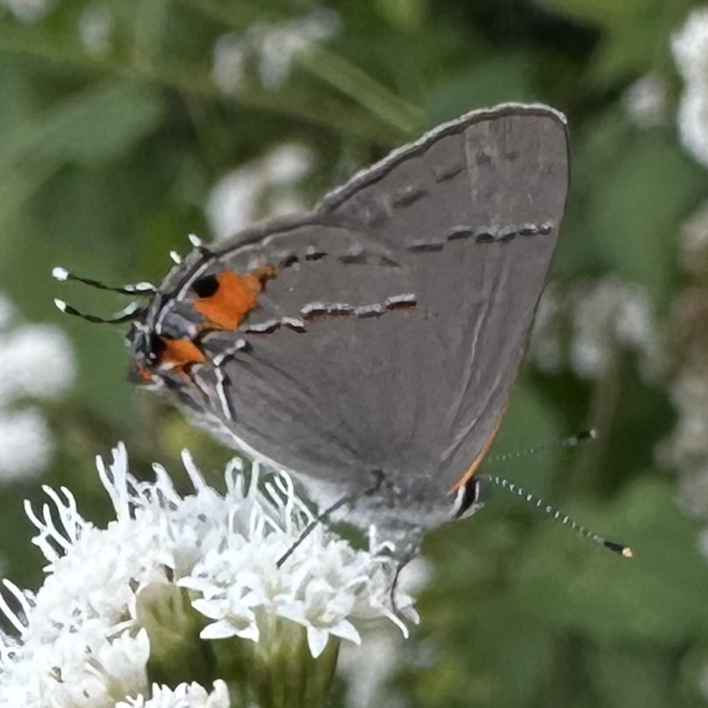 screenshot 2026 03 28 at 8.16.35 am