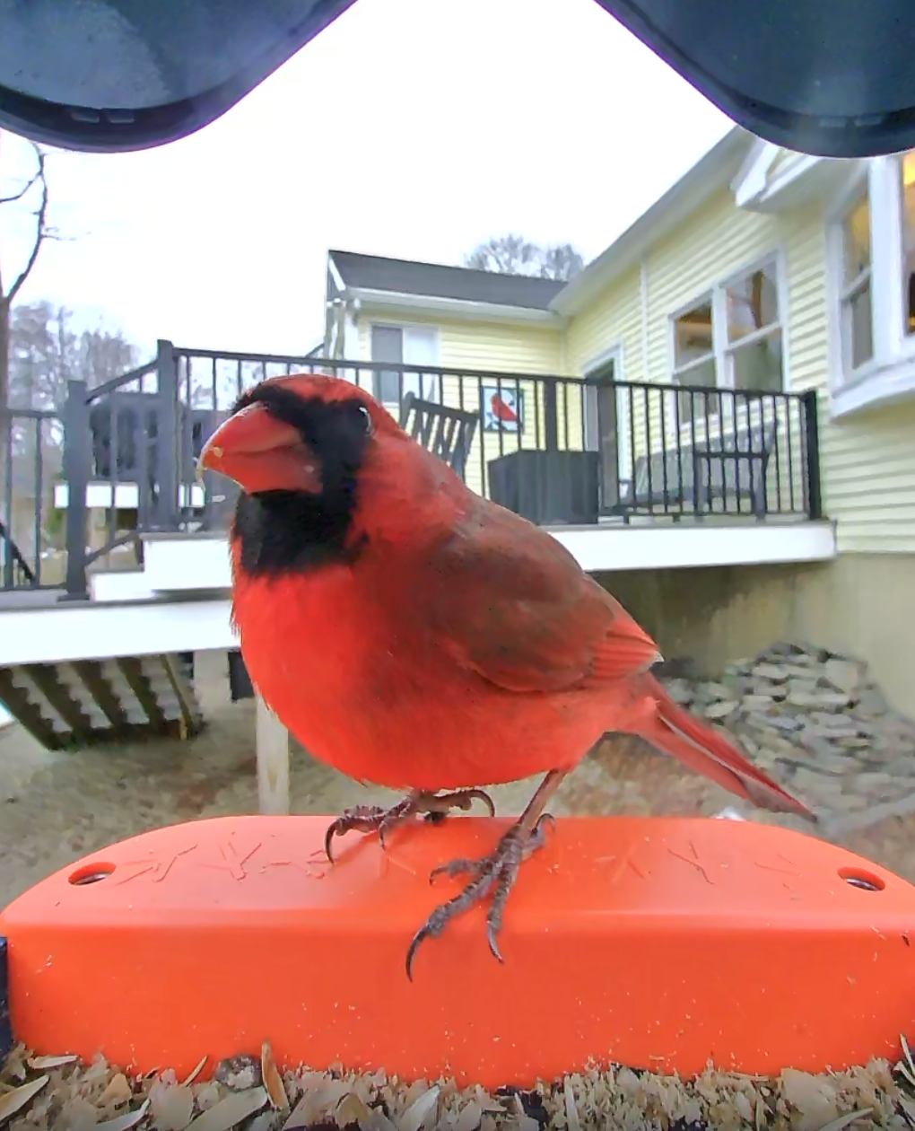 scaled cardinal (75% of 680x840)