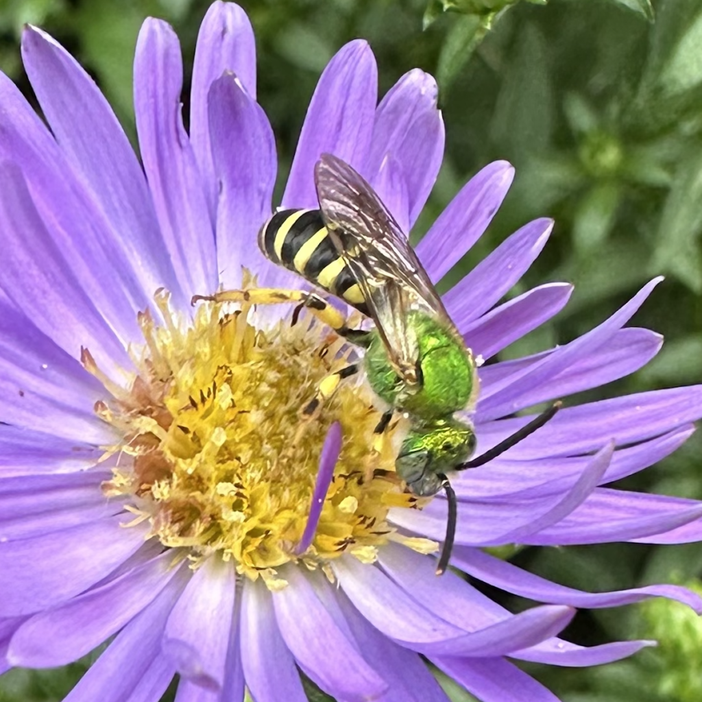 600x600 bicolored sweat bee