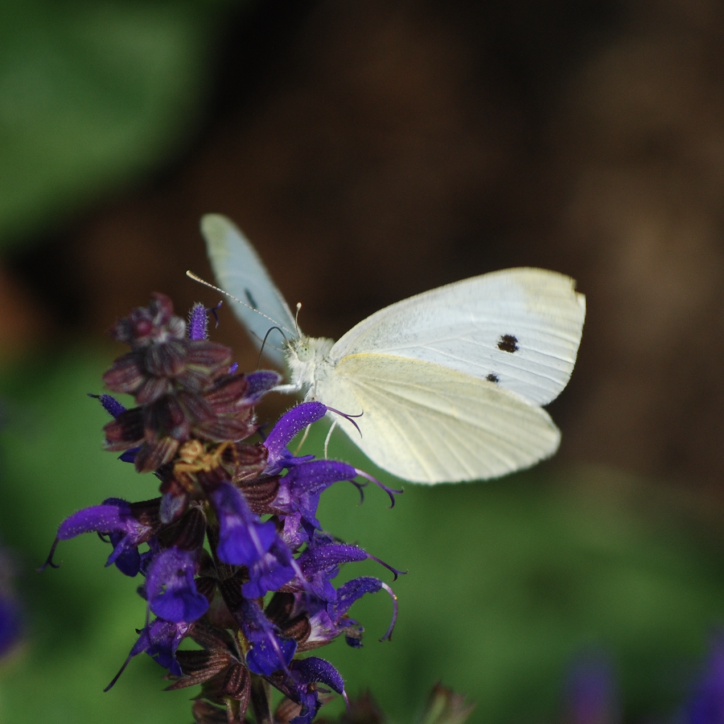 600x600 cabbage white
