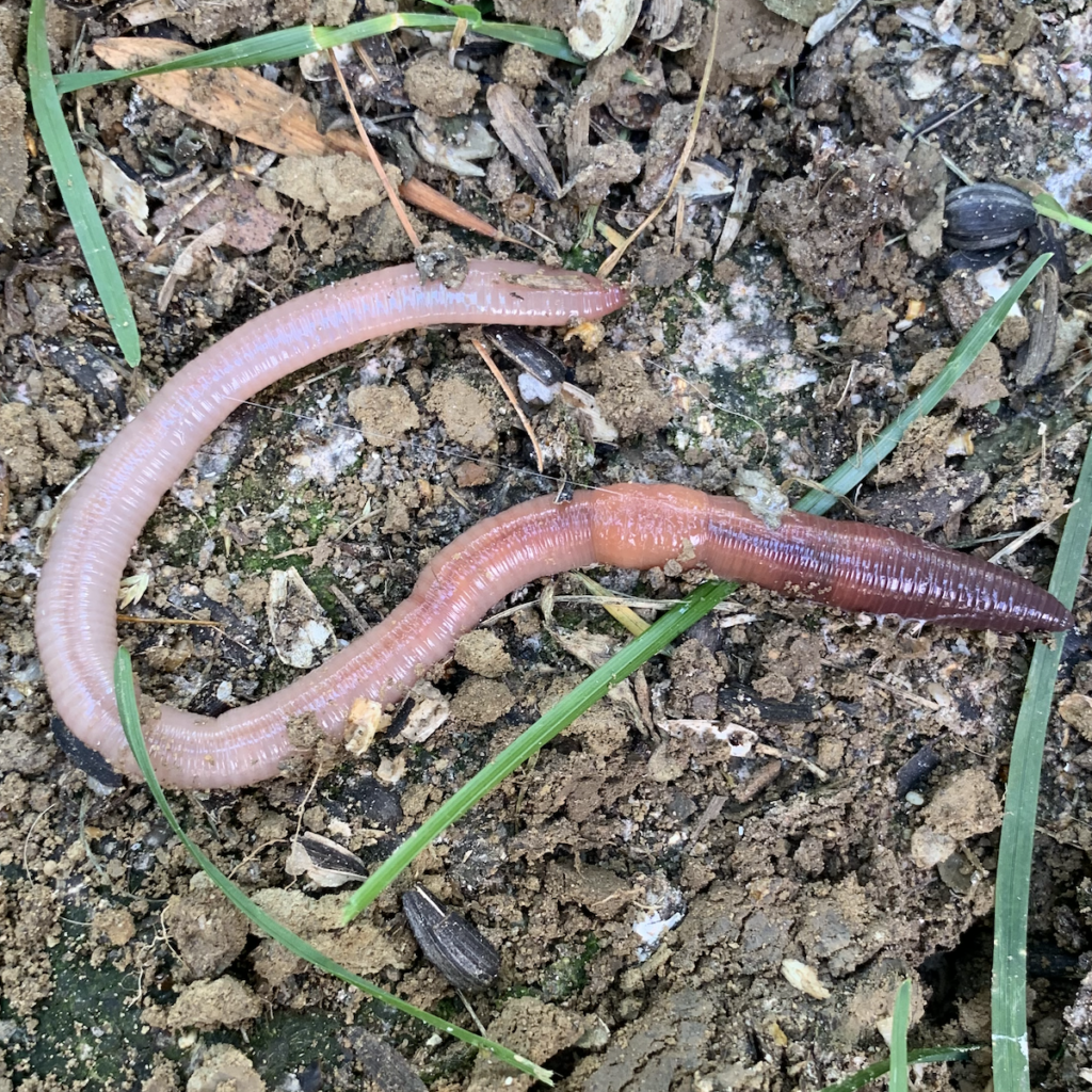 600x600 earthworm