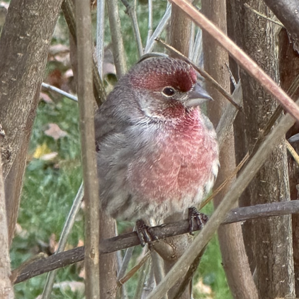 600x600 house finch