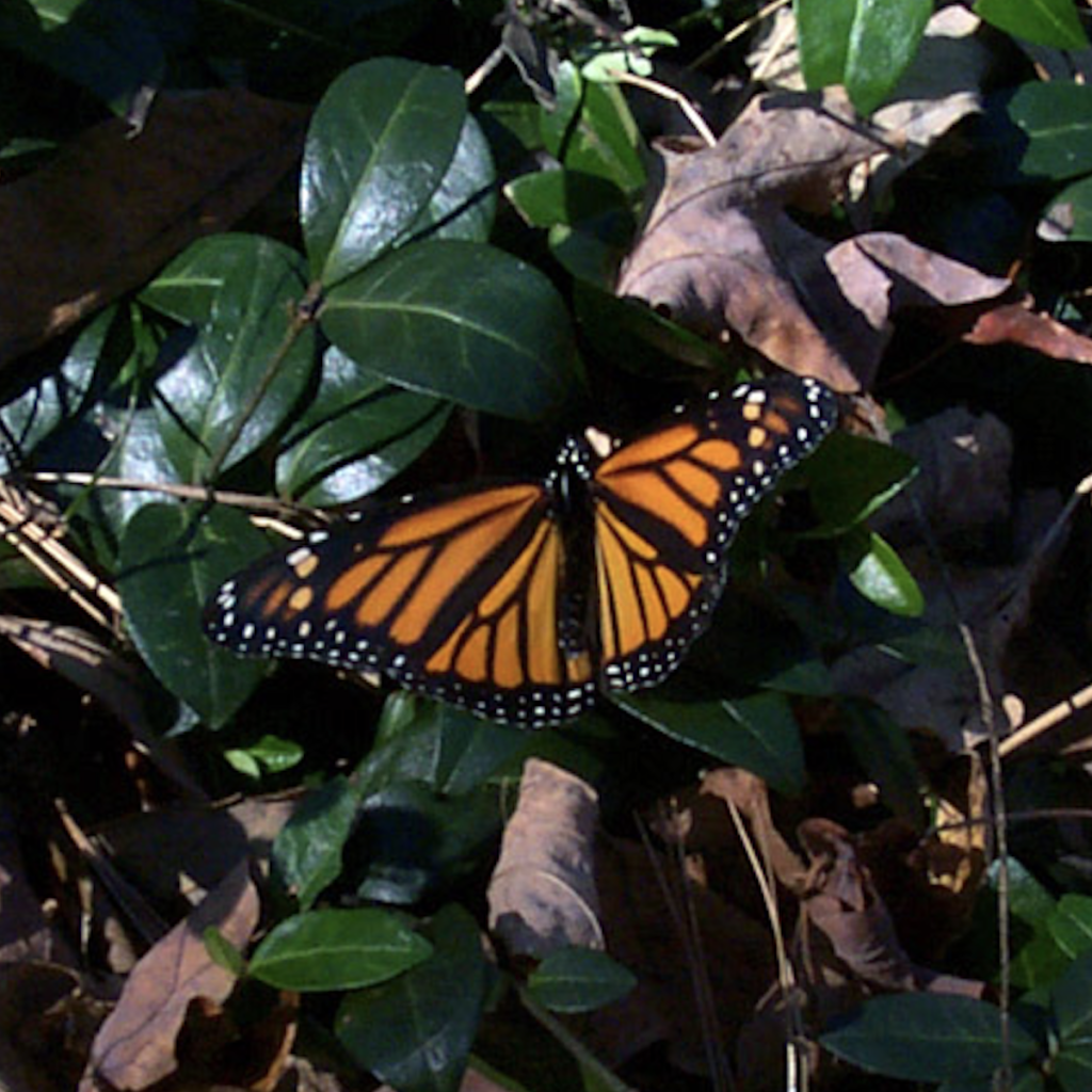 600x600 monarch1