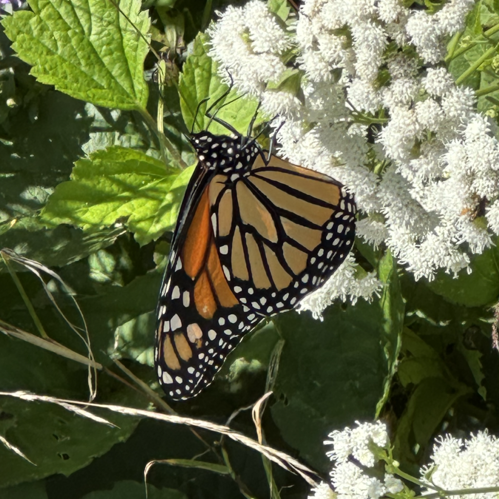 600x600 monarch2