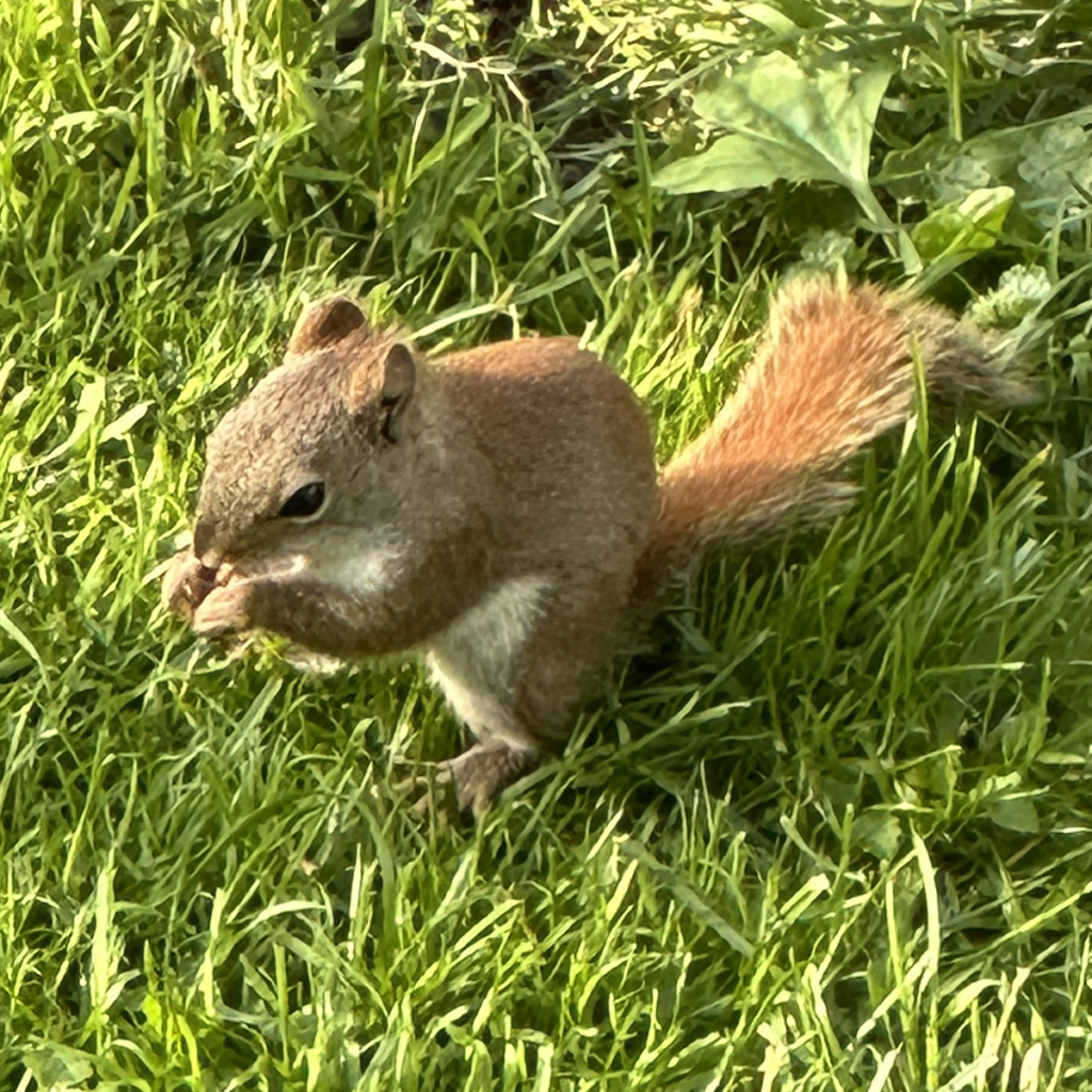 600x600 red squirrel