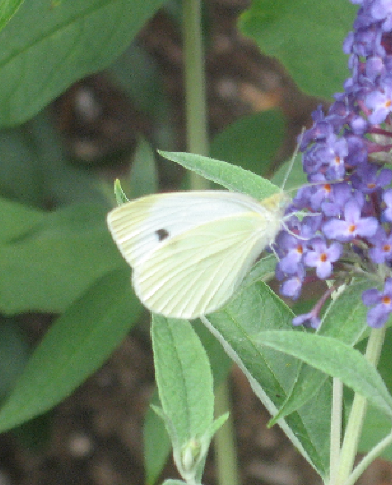 680x840 cabbage white1