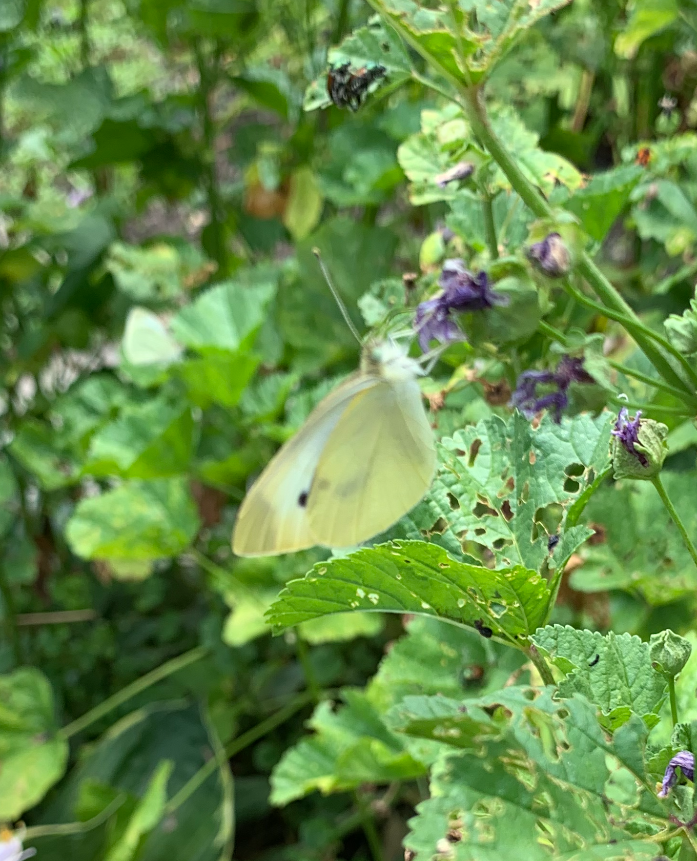 680x840 cabbage white2