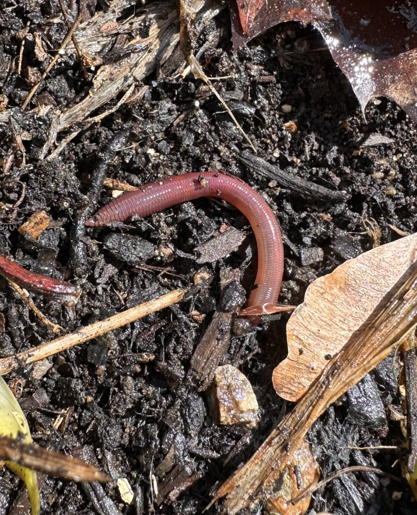 680x840 earhtworm, 4.3.26