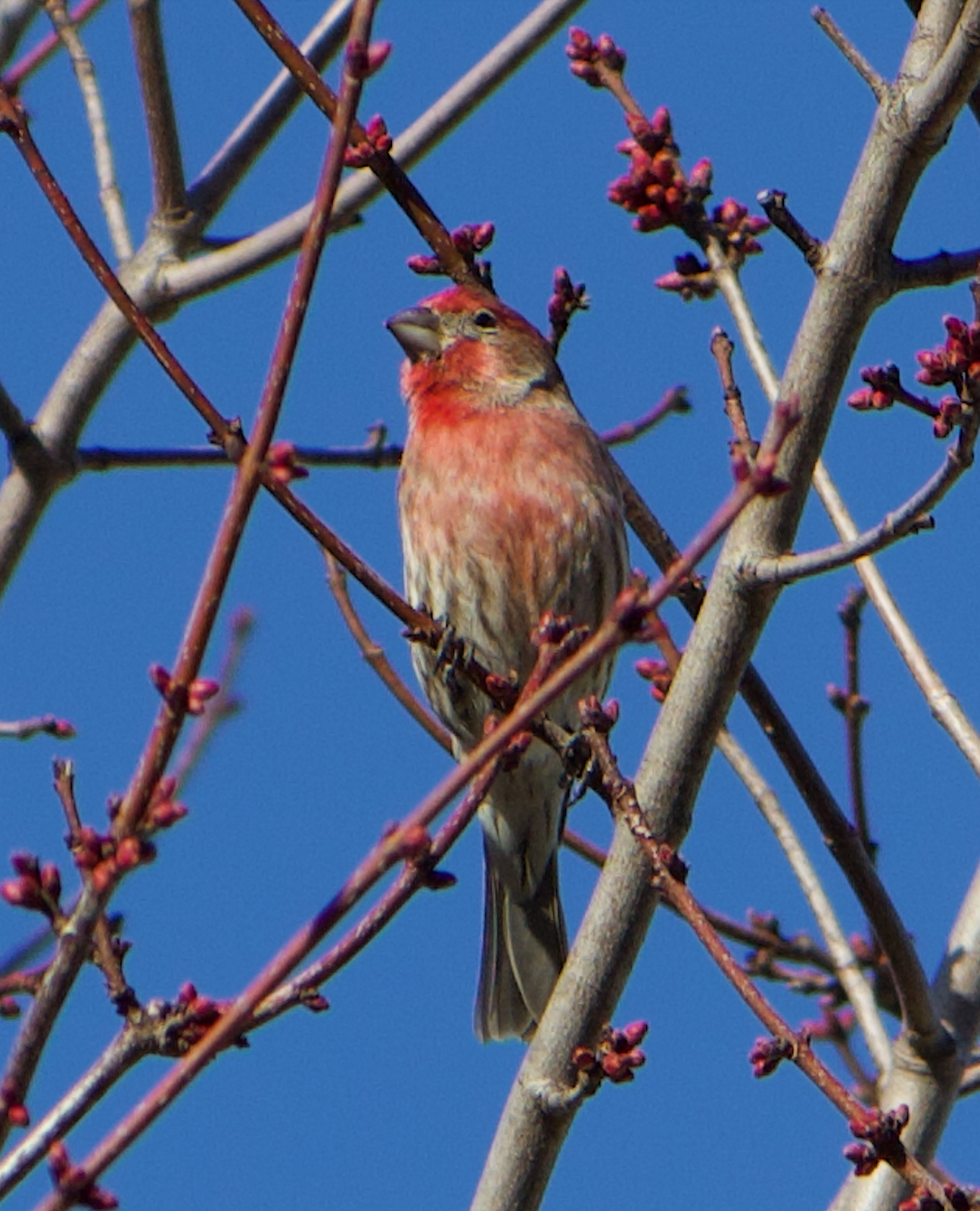 680x840 hourse finch2, 3.24.26
