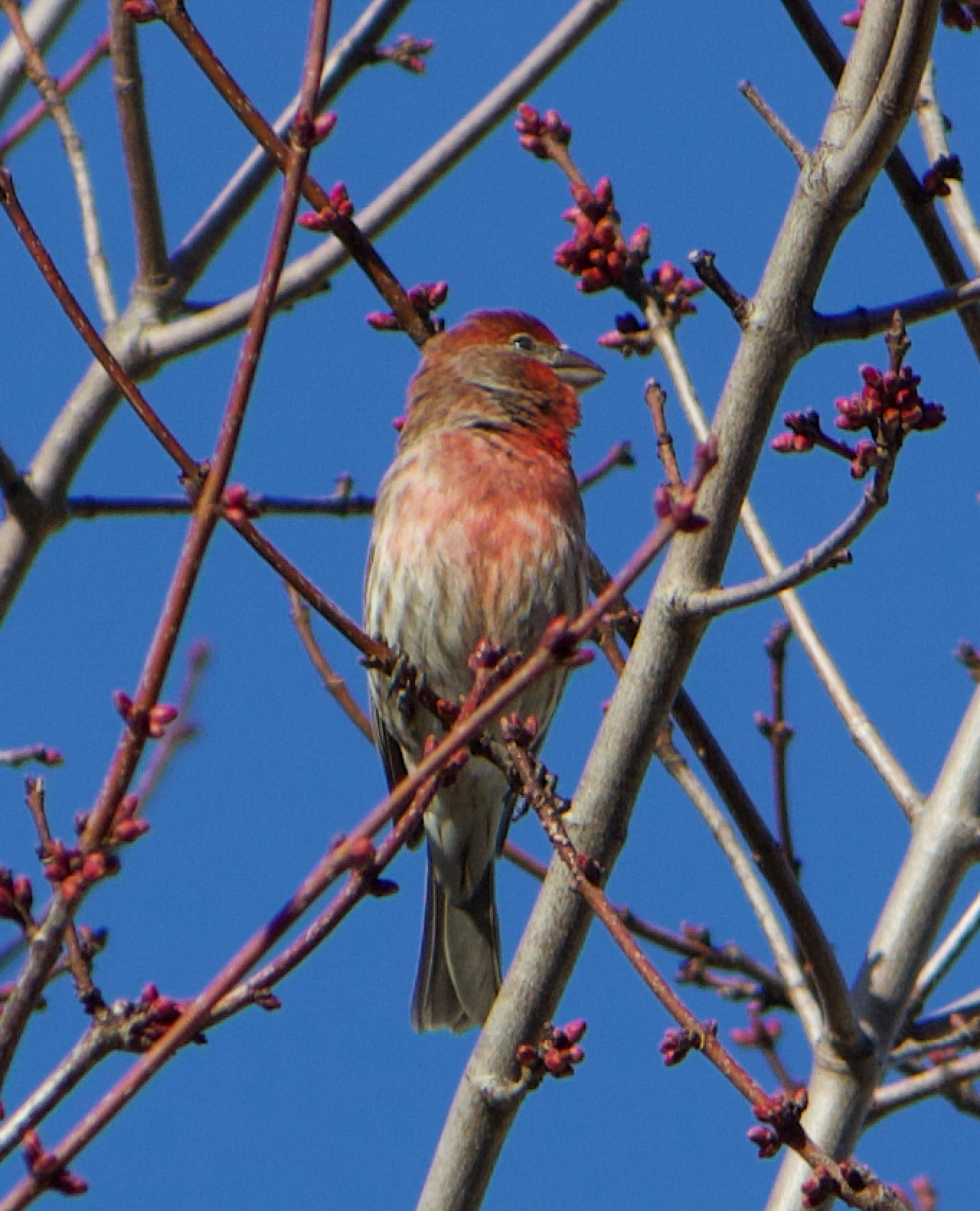 680x840 house finch, 3.24.26