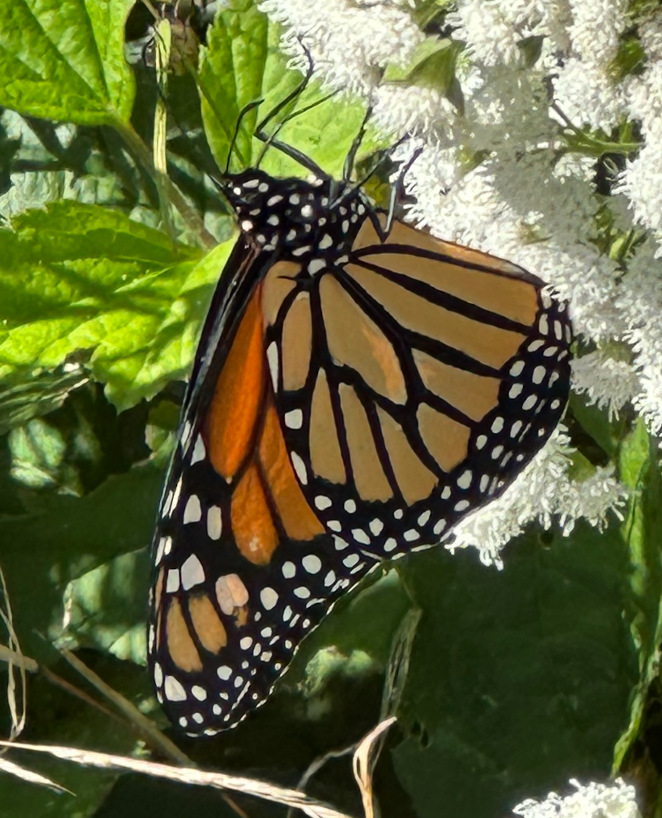 680x840 monarch2