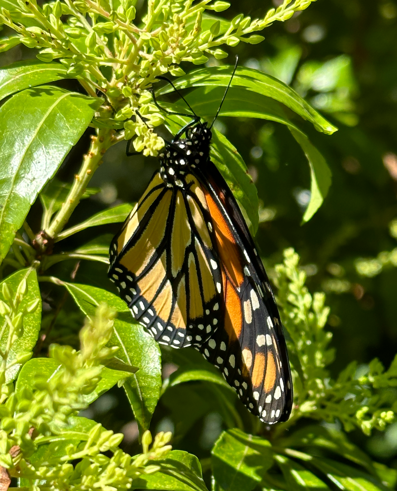 680x840 monarch5