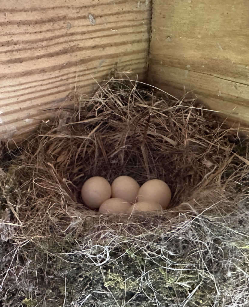 680x840 phoebe eggs