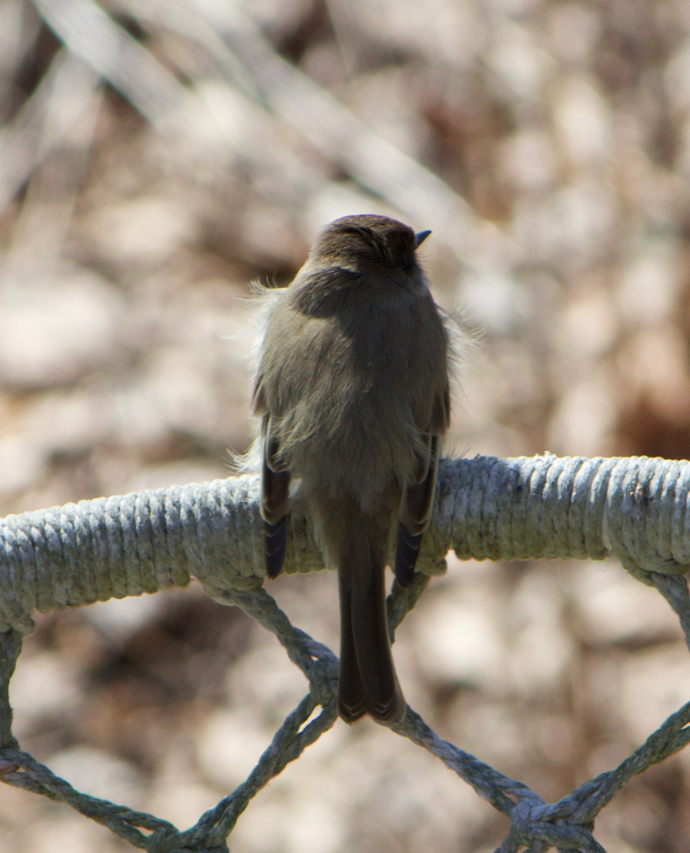 680x840 phoebe1, 4.5.26